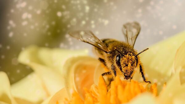 Los insectos aumentan la carga eléctrica atmosférica