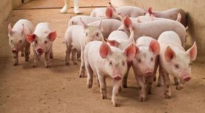 Criadores exigen a Abdo presión en Taiwán ante falta de voluntad para la compra de carne de cerdo