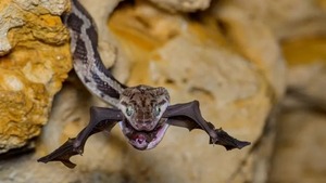 Estas son las mejores fotos del premio Fotógrafo de la Vida Silvestre 2022 - Megacadena — Últimas Noticias de Paraguay