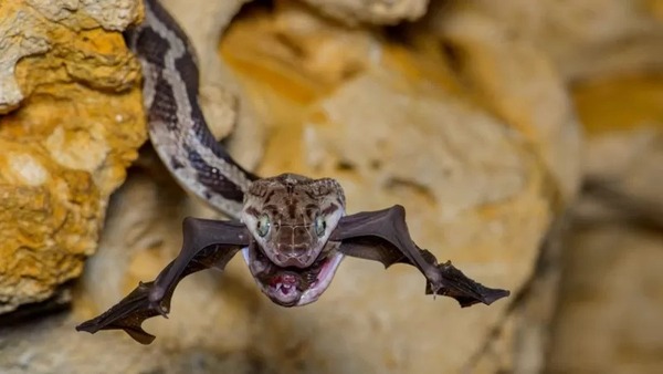 Estas son las mejores fotos del premio Fotógrafo de la Vida Silvestre 2022 - Megacadena — Últimas Noticias de Paraguay