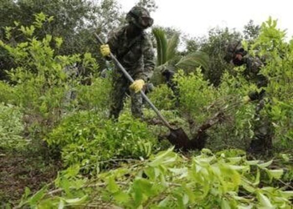 Colombia llega a cifra histórica de cultivo y producción de cocaína