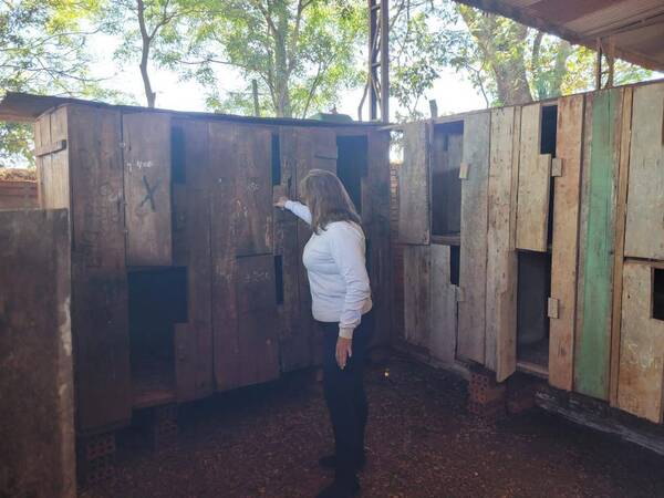 Crónica / Iruña: Fiscalía allana inmueble donde se realizaban peleas de gallos