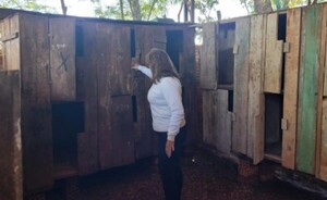 Iruña: allanan inmueble donde organizaban riñas de gallos