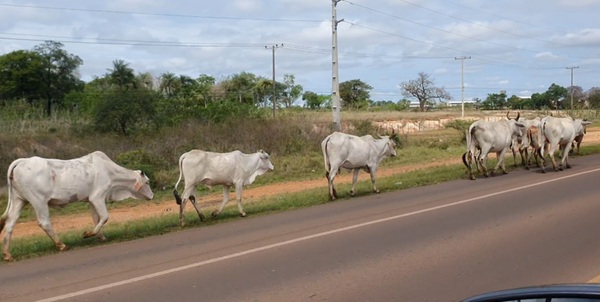 Animales sueltos causan grave accidente a hermanos