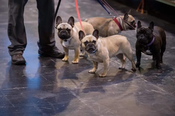 ¿Tenés un “frenchie” en casa?, te contamos como cuidarlo - Mascotas - ABC Color