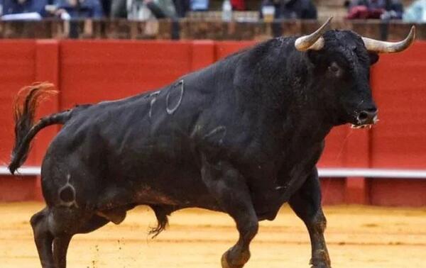 Toro “se hizo el muerto” y mató al carnicero que iba a rematarlo en España – Prensa 5