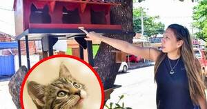 La Nación / Inauguran “Barrio Michi”, un refugio callejero para gatos abandonados