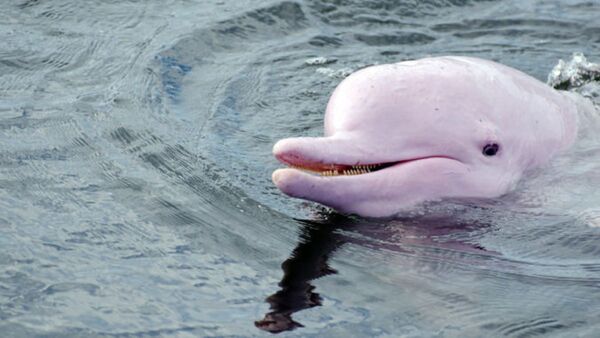 El delfín rosado del Amazonas perdió el 65% de su población