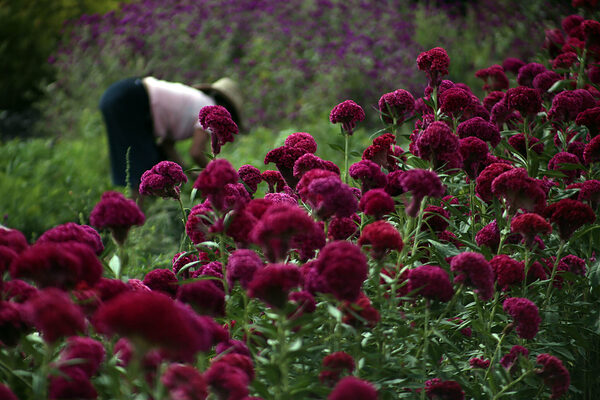 Campesinos mexicanos afrontan costos y clima para cultivar la flor de muerto - MarketData