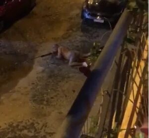 Video: hombre que había matado a su hija causa temor en el barrio de Asunción - Nacionales - ABC Color