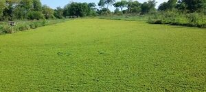 Carencia de agua potable, el suplicio de las poblaciones del Alto Paraguay - Noticias del Chaco - ABC Color