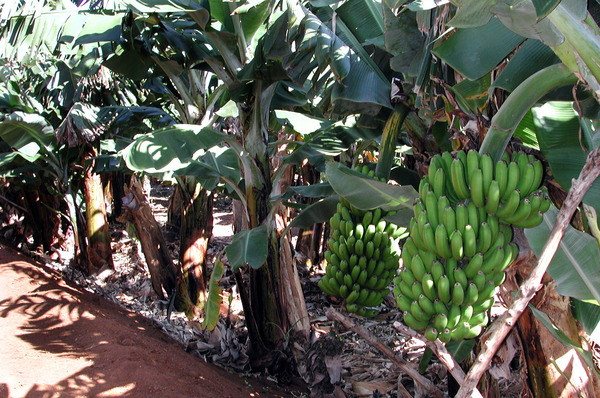El sector del banano en Ecuador abre una convención internacional con la mirada en la UE - MarketData