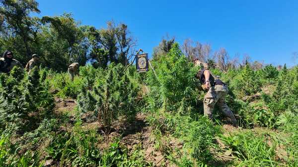 Senad eliminó más de 25 toneladas de marihuana en Caaguazú - Unicanal