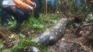 Hallan el cadáver de una mujer en el estómago de una pitón