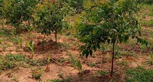 PROEZA avanza con implementación de sistemas agroforestales en el departamento de San Pedro