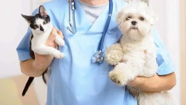 Esterilizar o castrar a su mascota es bueno para la comunidad - Mascotas - ABC Color