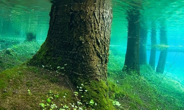 El bosque Sumergido en el Lago Trafu | Telefuturo