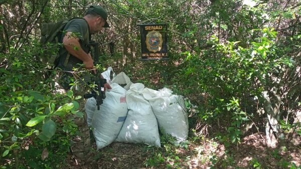 SENAD anuló más de 25 toneladas de marihuana en Caaguazú