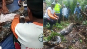 Doña fue devorada por una pitón en Indonesia