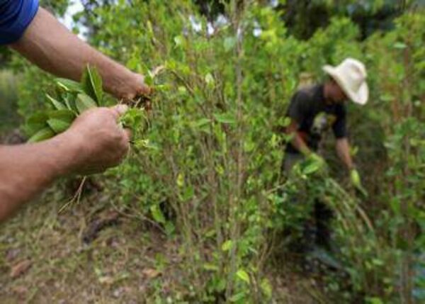 Qué hay detrás de la expansión del tráfico de cocaína en Bolivia