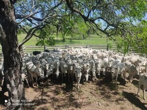 Golpe al abigeato en Fuerte Olimpo: Recuperan más de 100 animales robados - Noticias del Chaco - ABC Color