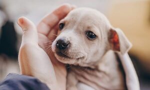 ¿Qué tener en cuenta al adoptar un cachorro? | Telefuturo