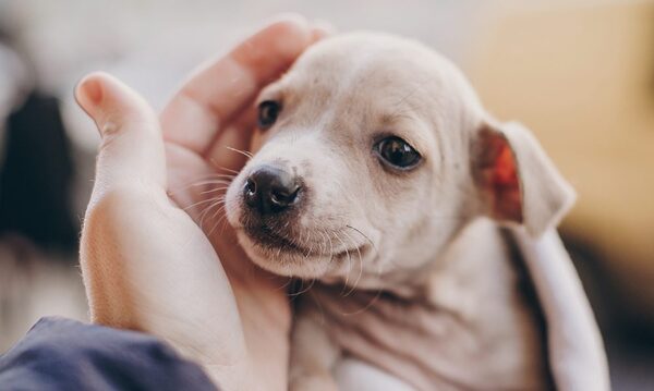 ¿Qué tener en cuenta al adoptar un cachorro? | Telefuturo