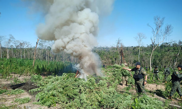 Destrucción de hectáreas marihuana les con pérdida de más de G. 500 millones del narcotráfico - OviedoPress