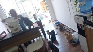 El amor mueve montañas y gatos: Barrio Michi, una iniciativa para ayudar a felinos abandonados