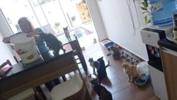 El amor mueve montañas y gatos: Barrio Michi, una iniciativa para ayudar a felinos abandonados