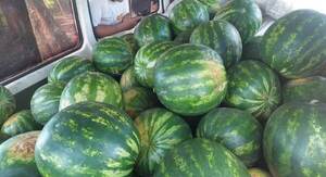 Con tecnología obtienen buenos resultados productivos en las fincas de la Agricultura Familiar