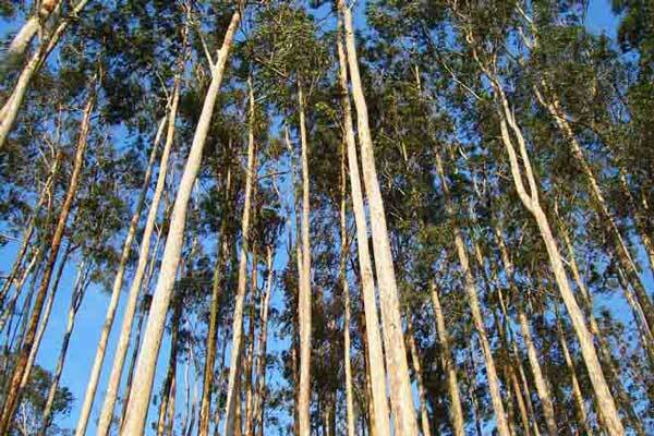 Diario HOY | Producción forestal puede convertirse en tercer hito que impulse el desarrollo, sostienen