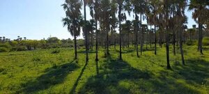 Alto Paraguay: Llegaron las lluvias y reverdecen los campos - Noticias del Chaco - ABC Color