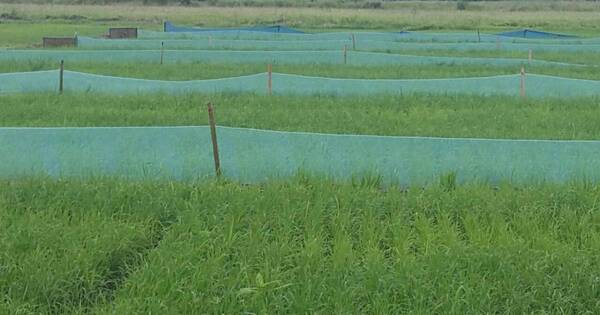 La Nación / Rotación de cultivos en los campos entusiasma a productores de arroz