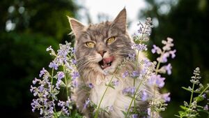Catnip o “hierba gatera“: la planta que tu gato va a amar