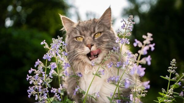 Catnip o “hierba gatera“: la planta que tu gato va a amar