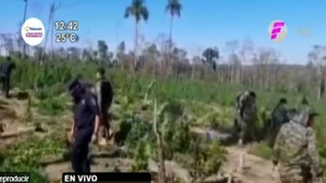 Destruyen marihuanal en Caaguazú - Noticias Paraguay