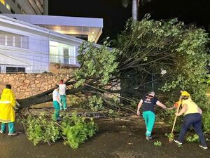 Asunción perdió 18 árboles en el temporal de ayer - Nacionales - ABC Color