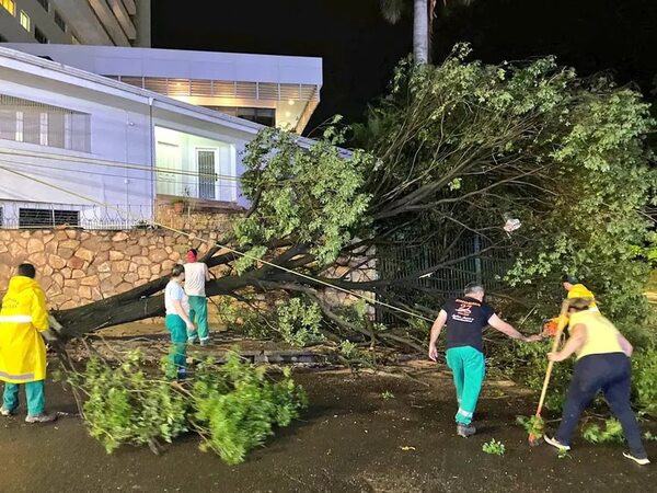 Asunción perdió 18 árboles en el temporal de ayer - Nacionales - ABC Color