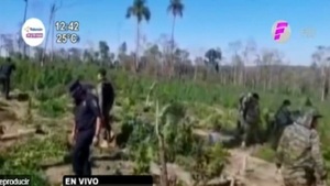 Destruyen marihuanal en Caaguazú - Paraguay.com - Paraguaype.com