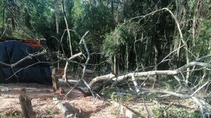 Niño murió al caerle encima un árbol que podaba su papá