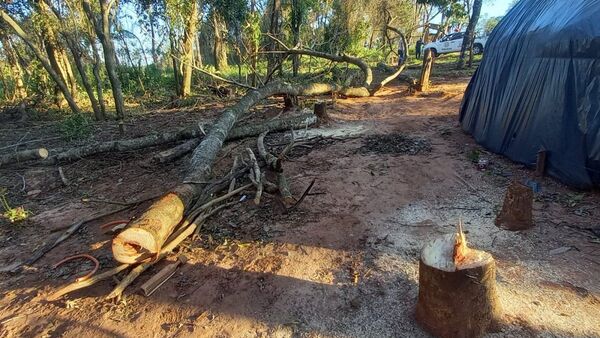 Niño de 2 años muere tras caerle encima un árbol en Canindeyú