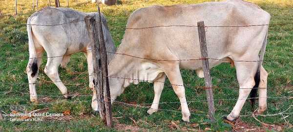 Faenan única lechera de una anciana en Jhugua Bonete, Loreto