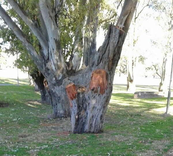 ¡Que tragedia! Niño muere tras caerle un feroz árbol encima
