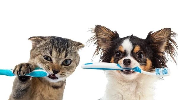 Enfermedad periodontal en nuestras mascotas - Mascotas - ABC Color