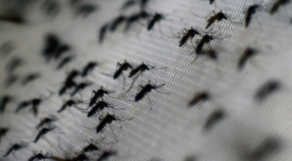 Diario HOY | Otra semana sin casos de dengue, reporta Salud
