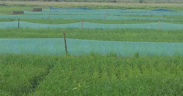 La Nación / Rotar cultivos en los campos entusiasma
