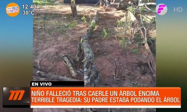 Niño falleció tras caerle encima la rama de un árbol - Paraguaype.com