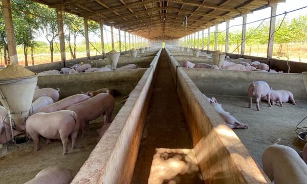 Imputan a dueño de establecimiento por delitos ambientales