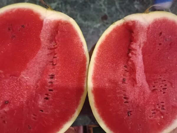 Esperan producir unas 500.000 sandías en San Pedro del Paraná - Nacionales - ABC Color